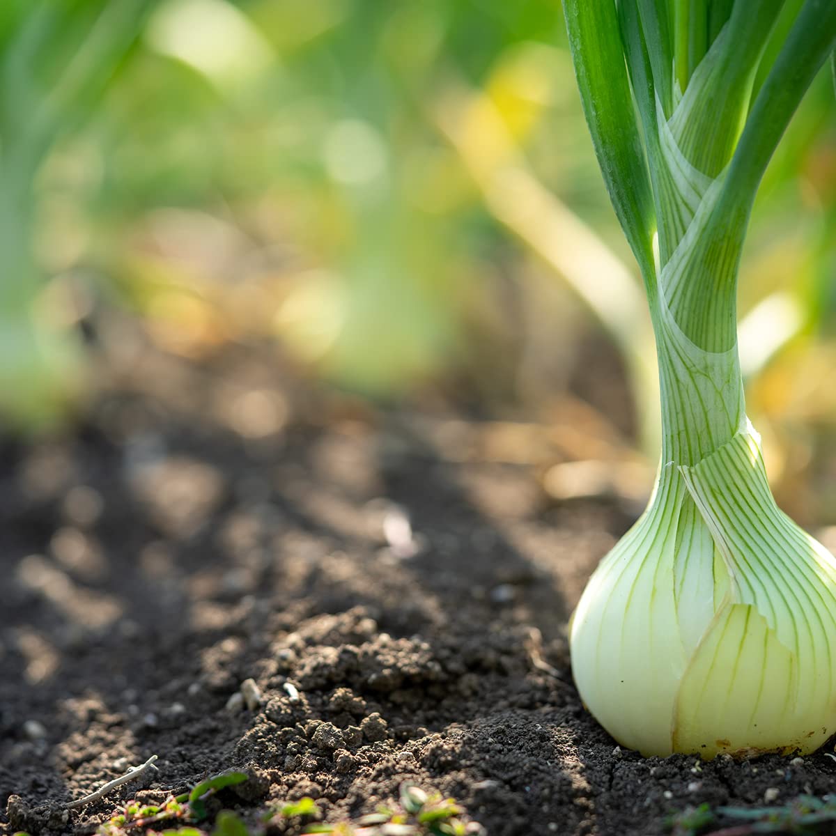 Onion 'White Bulb' - Full Plant Pack - AcquaGarden