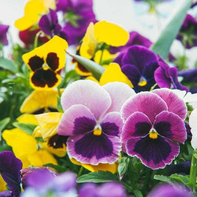Pansy Delta Mix - 20 x Plant Pack - AcquaGarden