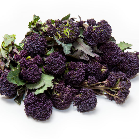 Purple Sprouting Broccoli - 12 x Plug Plant Pack - AcquaGarden