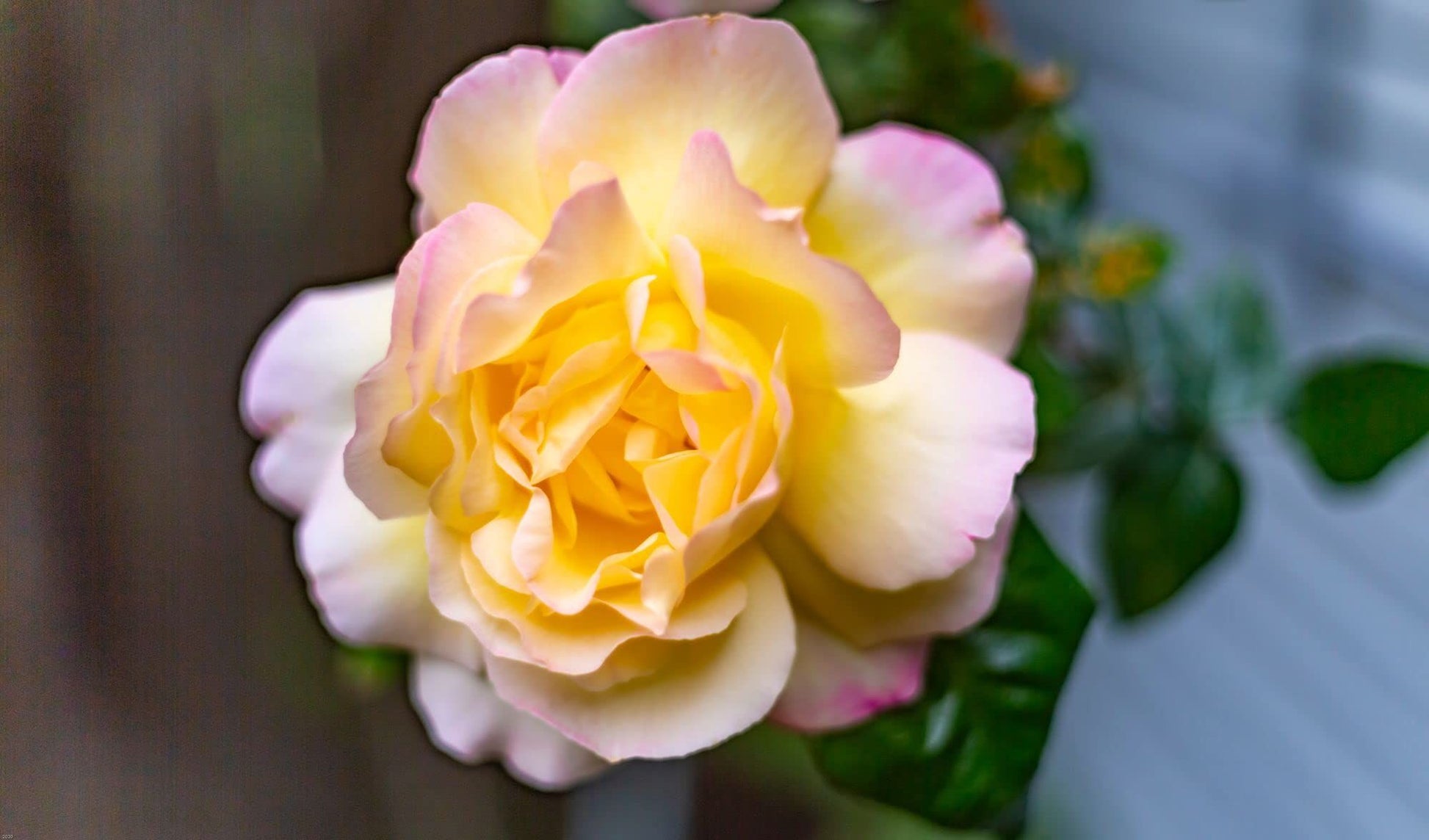 Rose Plant - Hybrid Tea - 'Peace' - 1 x Full Plant in 5 Litre Pot - AcquaGarden