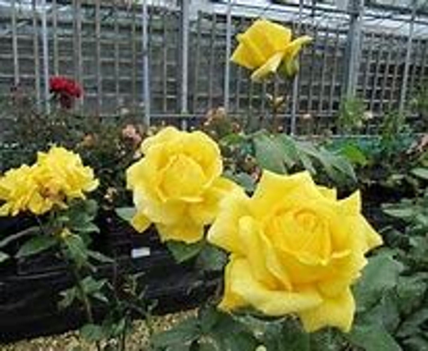 Rose Plant - Hybrid Tea - 'Sunblest' - 1 x Full Plant in 5 Litre Pot - AcquaGarden