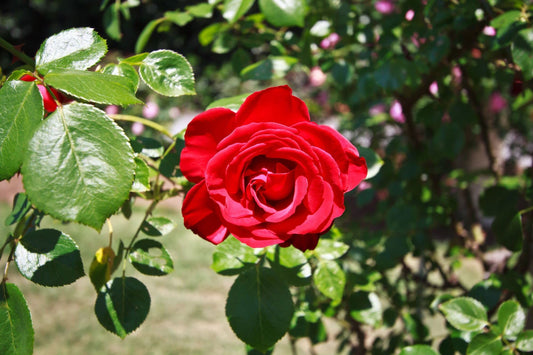 Rose Plants - Climbing Rose - 'Dublin Bay' - 1 x Full Plant in 5 Litre Pot - AcquaGarden