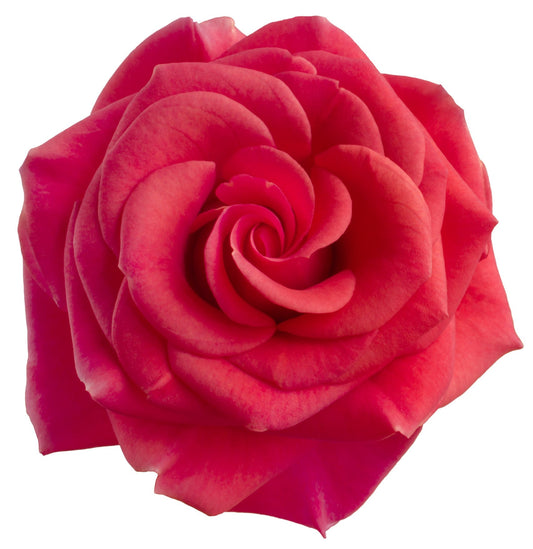 Rose Plants - Climbing Rose - 'Paul's Scarlet' - 1 x Full Plant in 5 Litre Pot - AcquaGarden