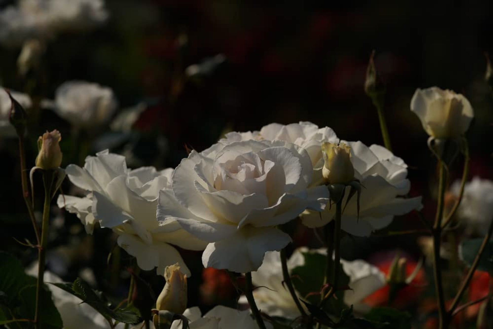 Rose Plants - Floribunda - 'Margaret Merrill' - 1 x Full Plant in 5L Pot - AcquaGarden