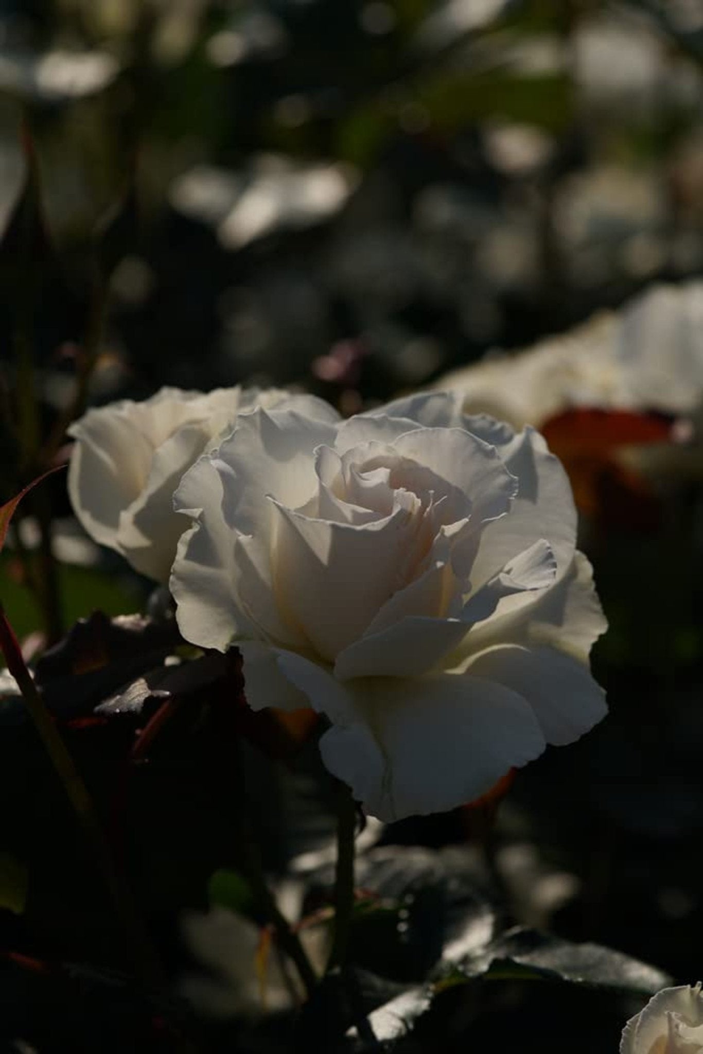 Rose Plants - Floribunda - 'Margaret Merrill' - 1 x Full Plant in 5L Pot - AcquaGarden