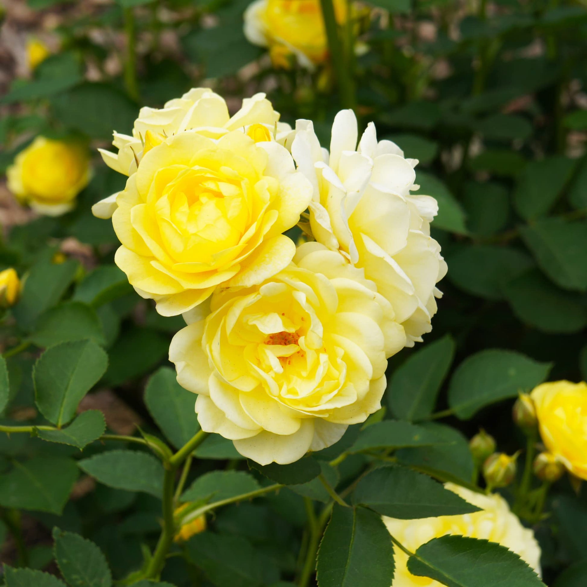 Rose Plants - Floribunda - 'Mountbatten' - 1 x Full Plant in 5L Pot - AcquaGarden
