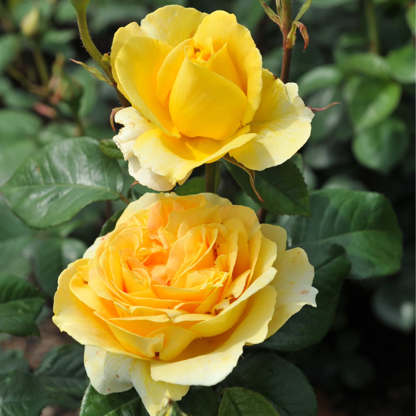 Rose Plants - Floribunda - 'Mountbatten' - 1 x Full Plant in 5L Pot - AcquaGarden