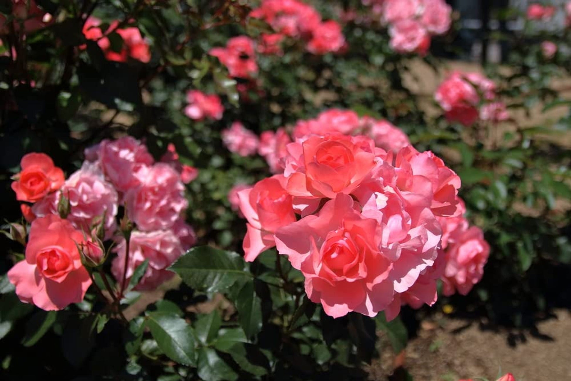 Rose Plants - Floribunda - 'Queen Elizabeth' - 1 x Full Plant in 5L Pot - AcquaGarden