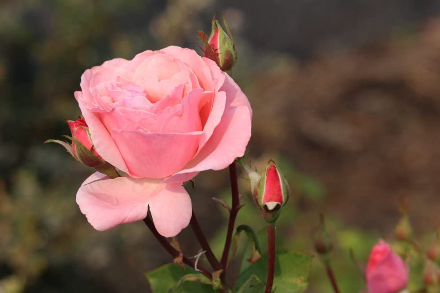 Rose Plants - Floribunda - 'Queen Elizabeth' - 1 x Full Plant in 5L Pot - AcquaGarden