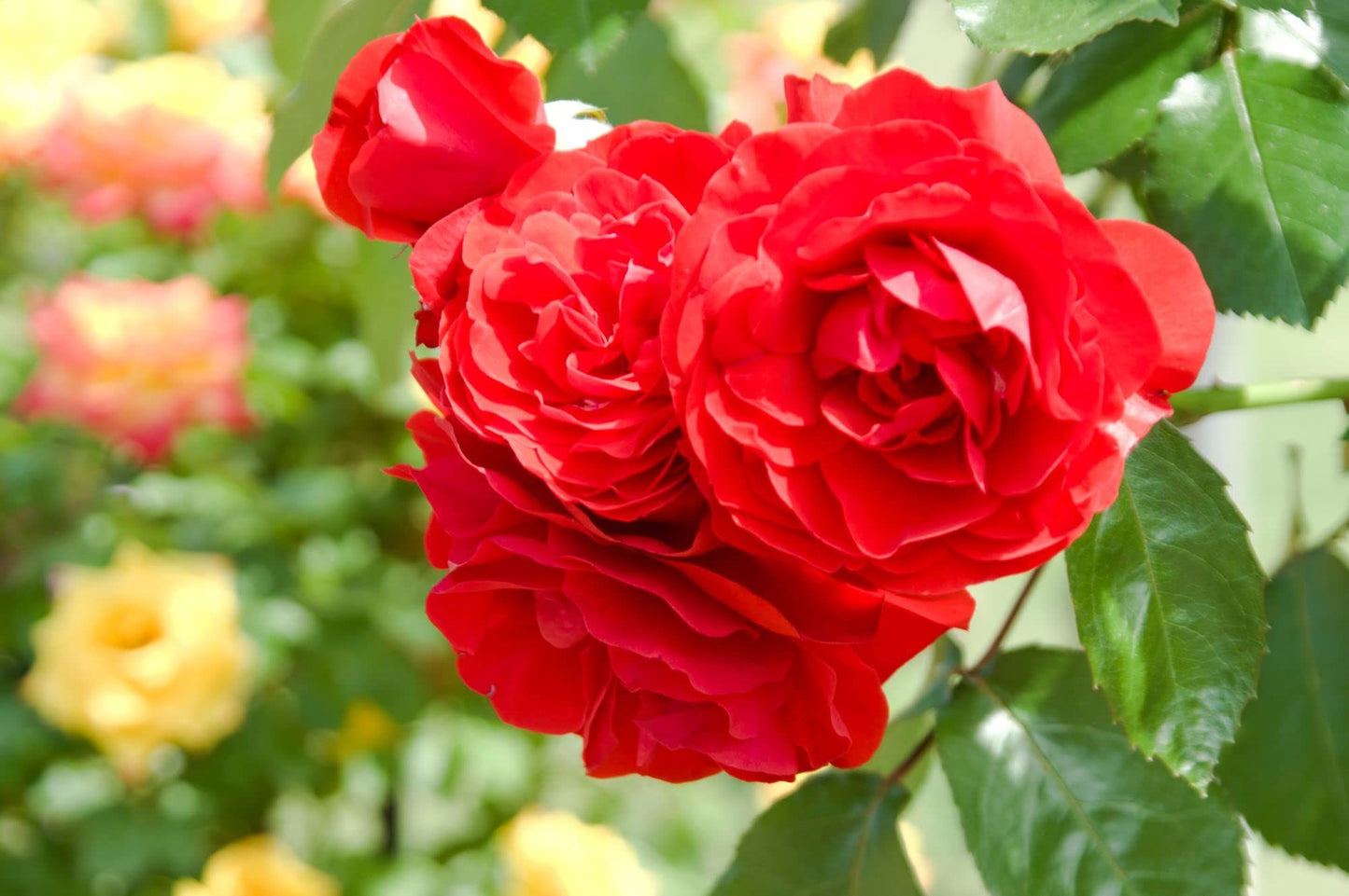 Rose Plants - Floribunda - 'Trumpeter' - 1 x Full Plant in 5L Pot - AcquaGarden
