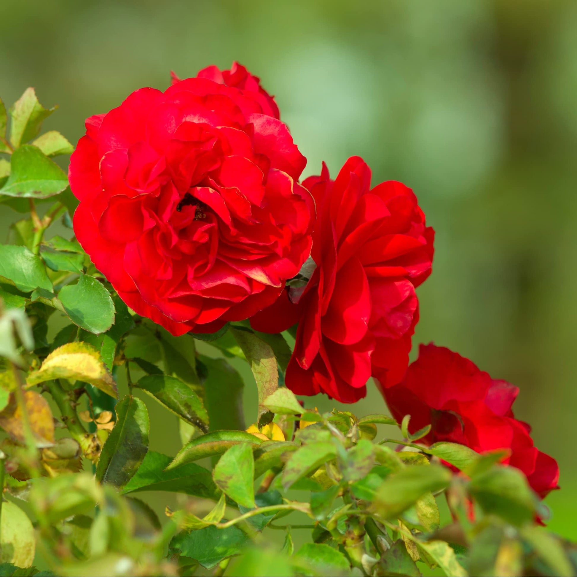Rose Plants - Floribunda - 'Trumpeter' - 1 x Full Plant in 5L Pot - AcquaGarden