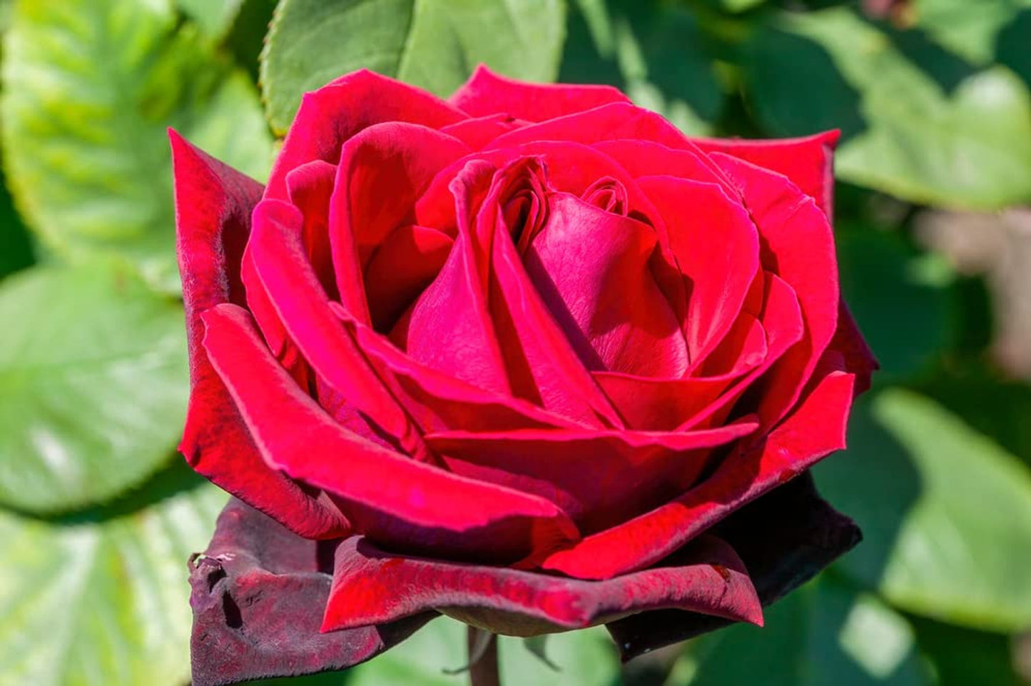 Rose Plants - Hybrid Tea - 'Deep Secret' - 1 x Full Plant in 5L Pot - AcquaGarden