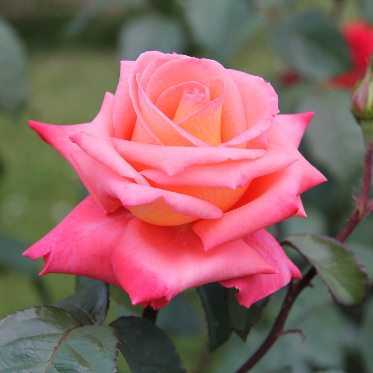Rose Plants - Hybrid Tea - 'Silver Jubilee' - 1 x Full Plant in 5L Pot - AcquaGarden