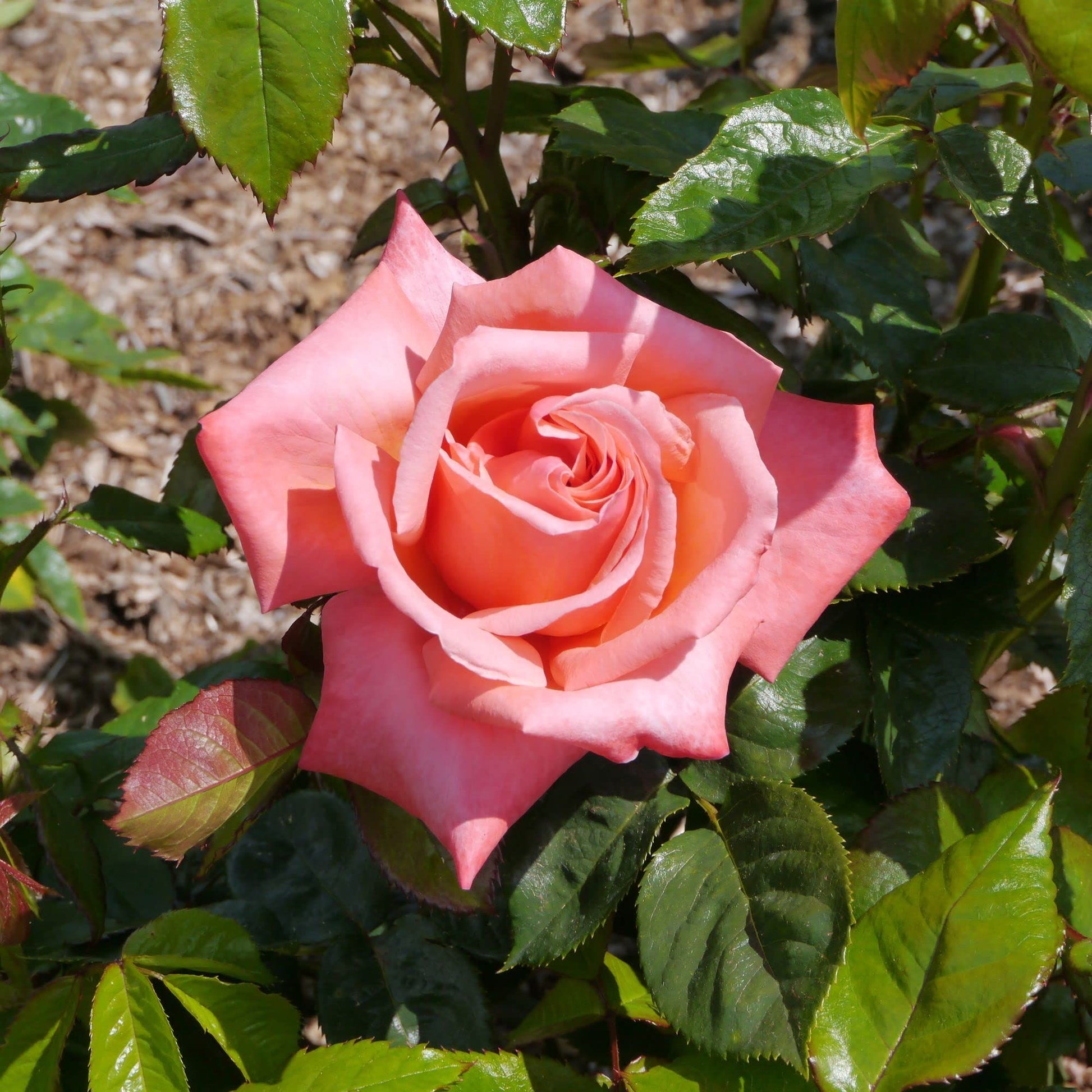 Rose Plants - Hybrid Tea - 'Silver Jubilee' - 1 x Full Plant in 5L Pot - AcquaGarden