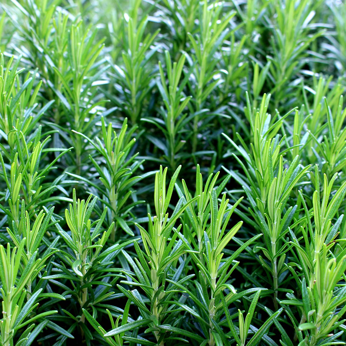 Rosemary - 100 x Seed Pack - AcquaGarden