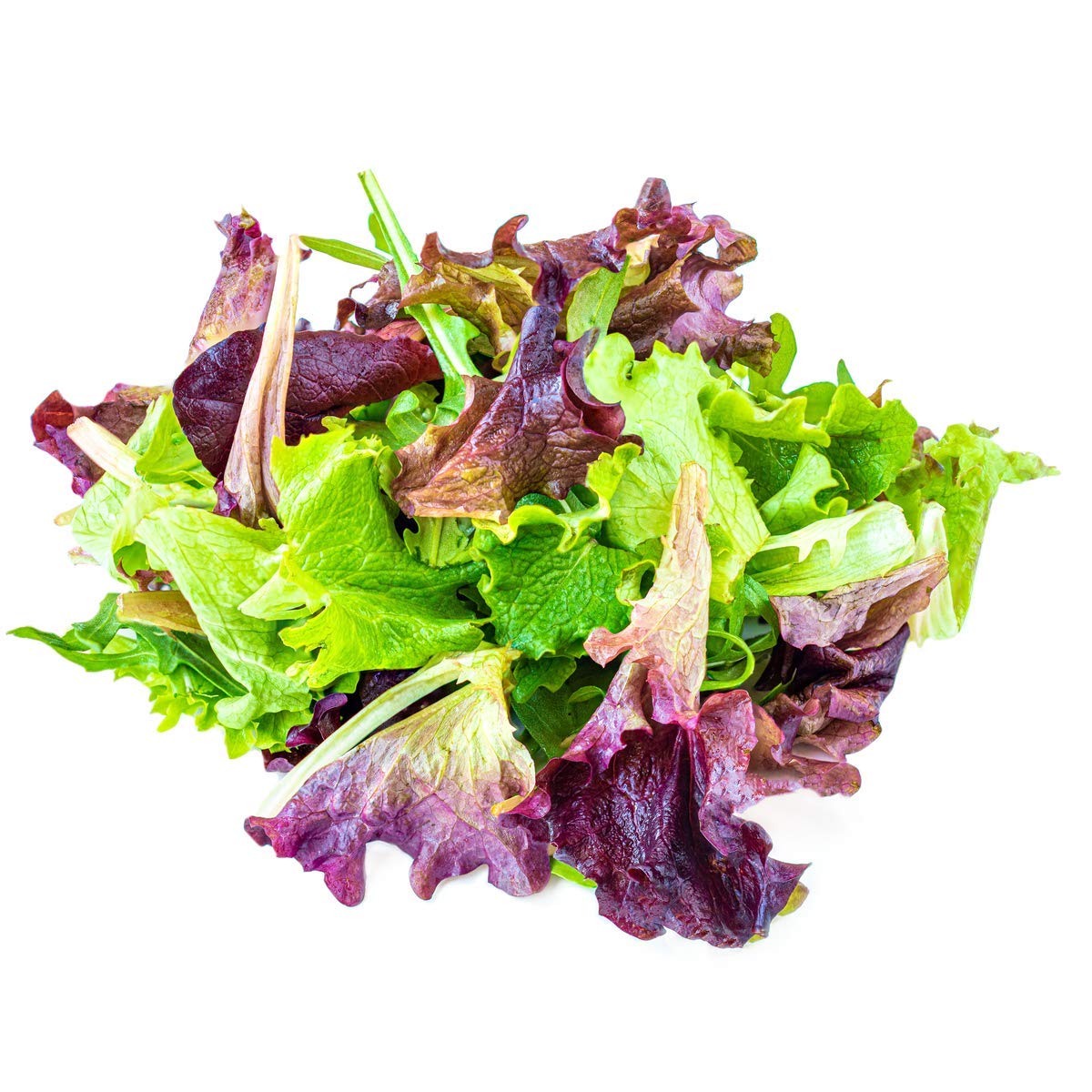 Salad Plants - Lettuce 'Mixed Selection' - 12 x Full Plant Pack - AcquaGarden
