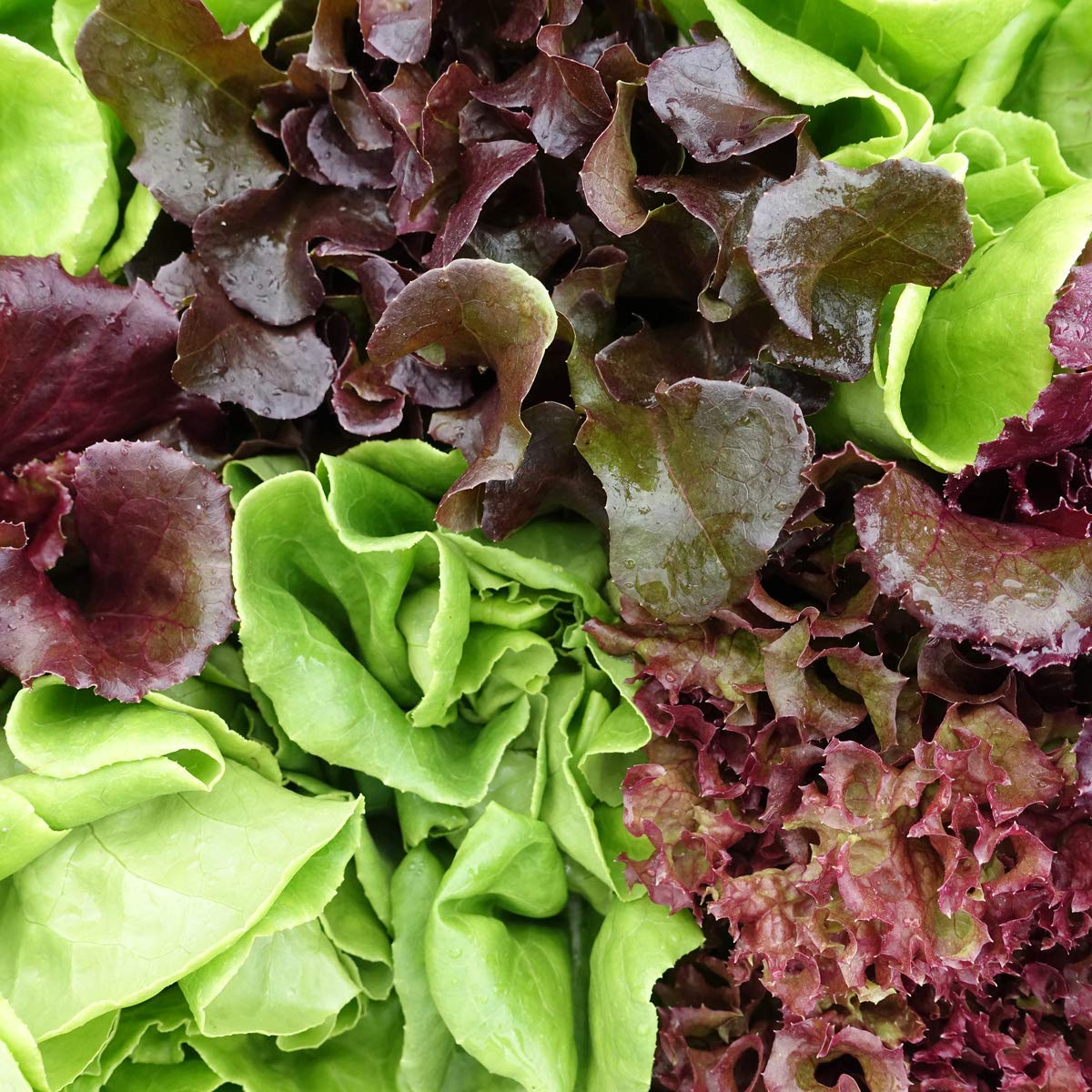 Salad Plants - Lettuce 'Mixed Selection' - 12 x Full Plant Pack - AcquaGarden
