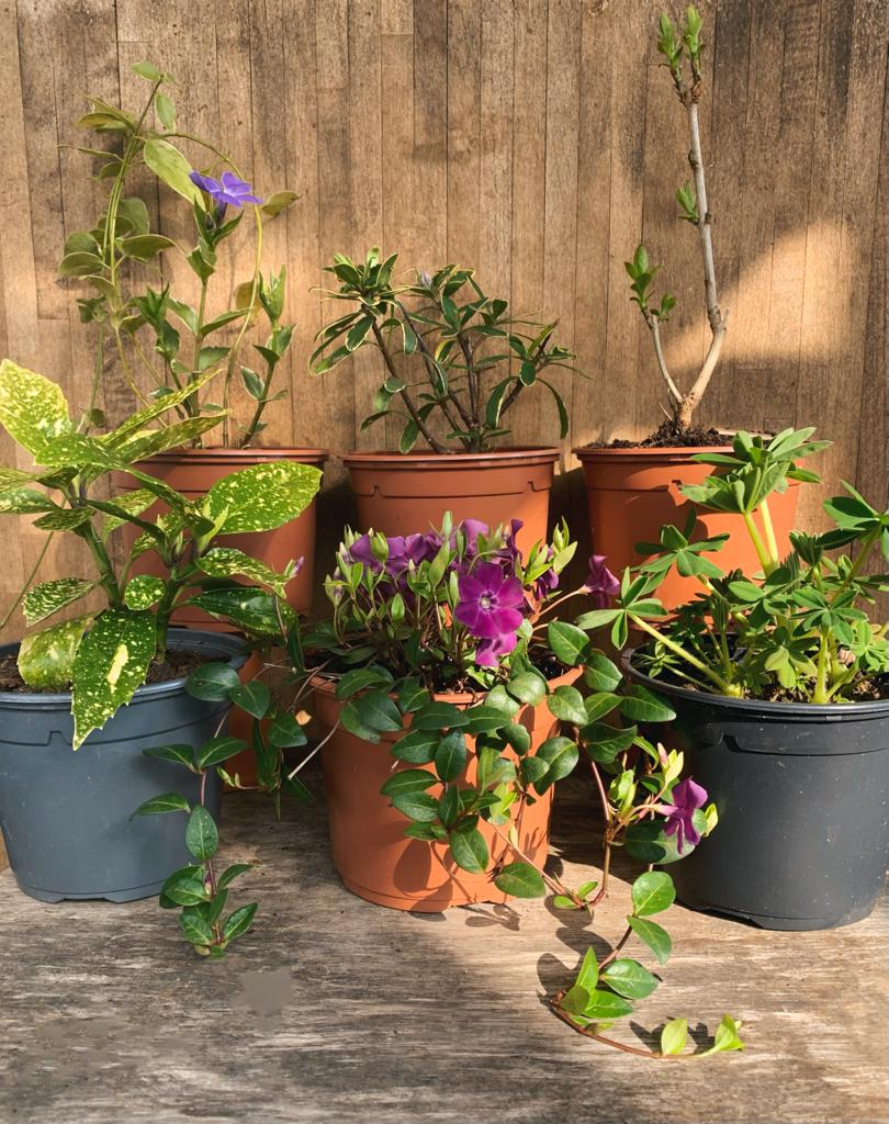 Shrub and Perennial Garden Subscription - AcquaGarden