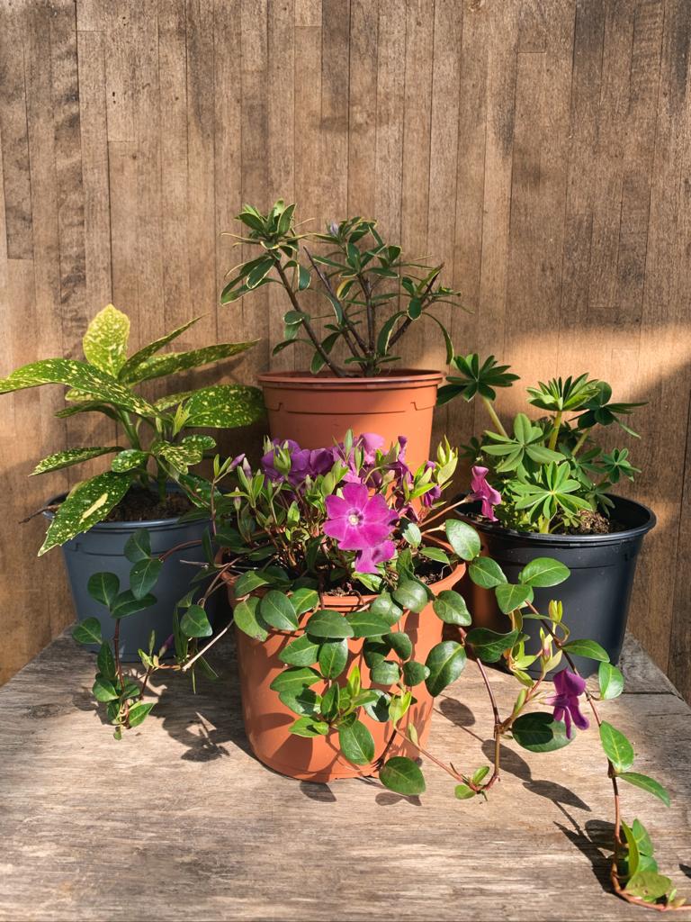 Shrub and Perennial Garden Subscription - AcquaGarden