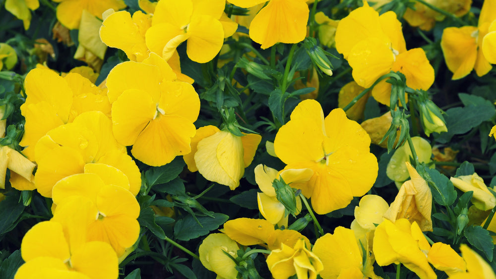 Pansy 'Pure Yellow' - Full Plant Packs