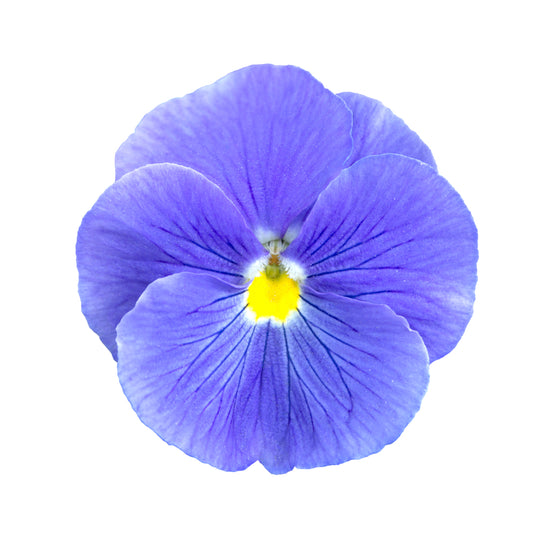 Pansy 'True Blue' - 20 x Full Plant Pack