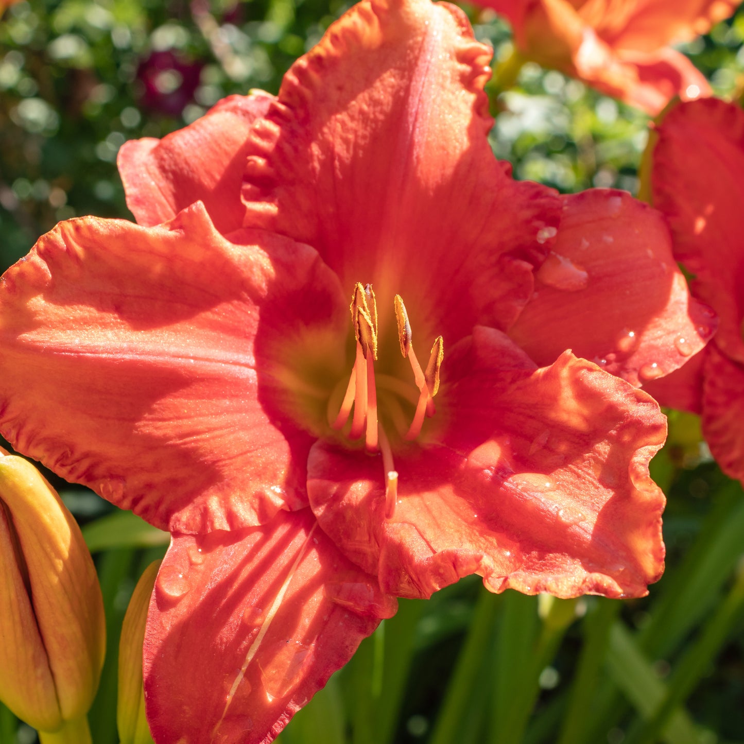 Daylily ‘Red Rum’ - 1 x Full Plant in a 2 Litre Pot