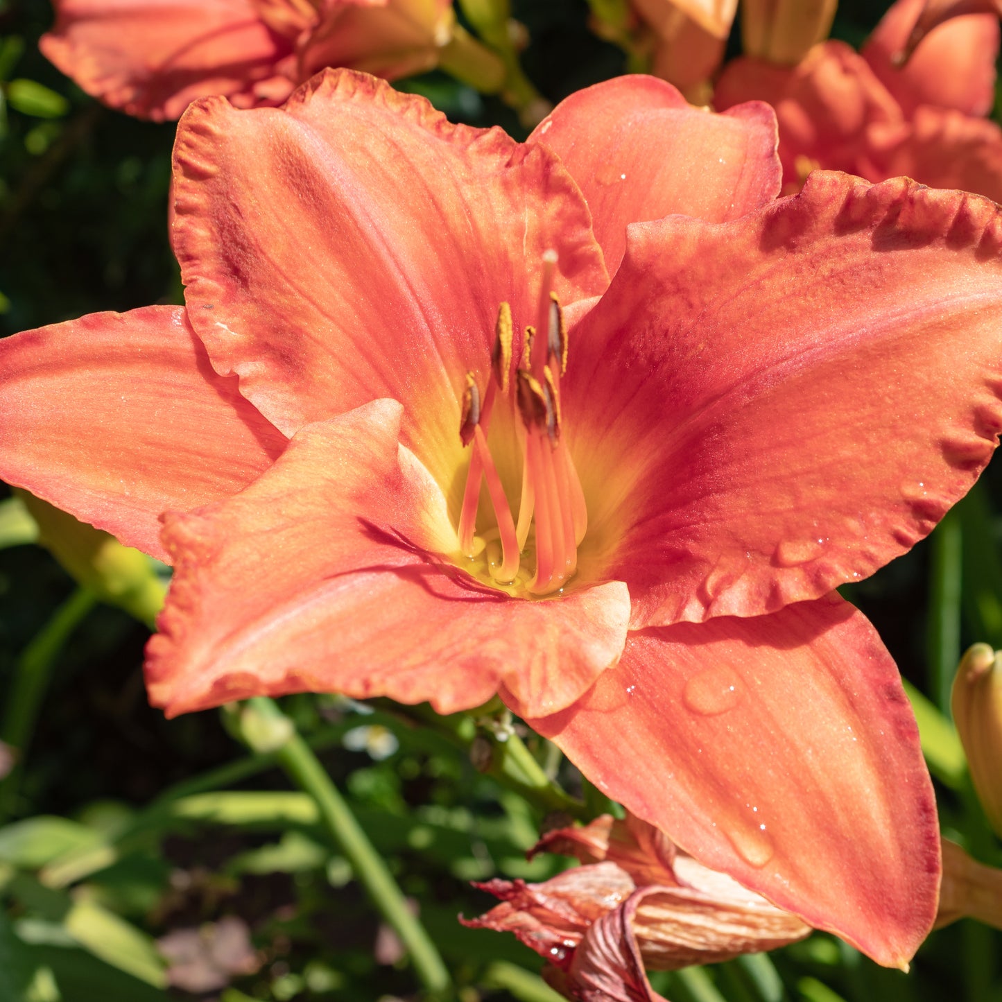 Daylily ‘Red Rum’ - 1 x Full Plant in a 2 Litre Pot