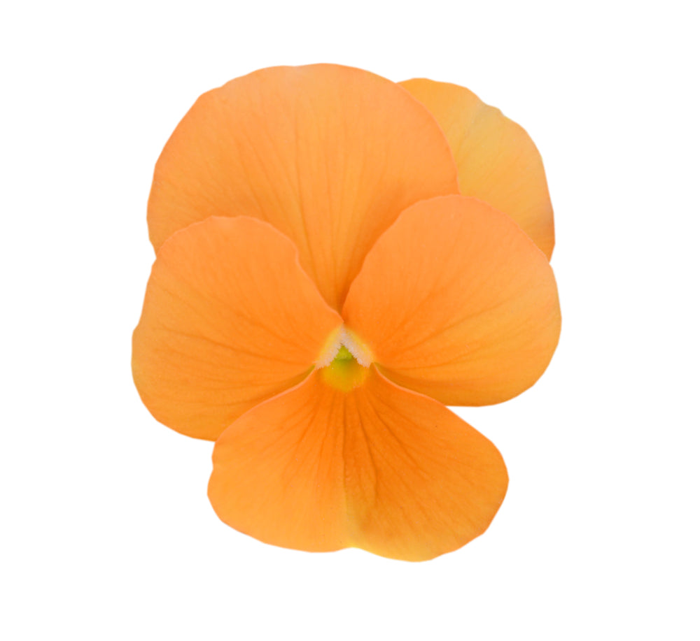 Pansy 'Deep Orange' - Full Plant Packs