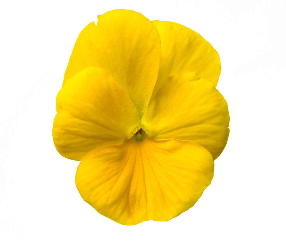 Pansy 'Pure Yellow' - Full Plant Packs