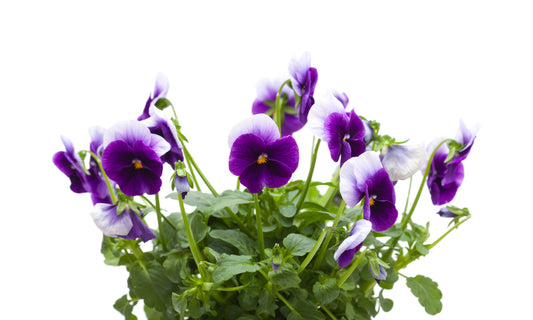 Viola 'Beaconsfield' - Full Plant Packs