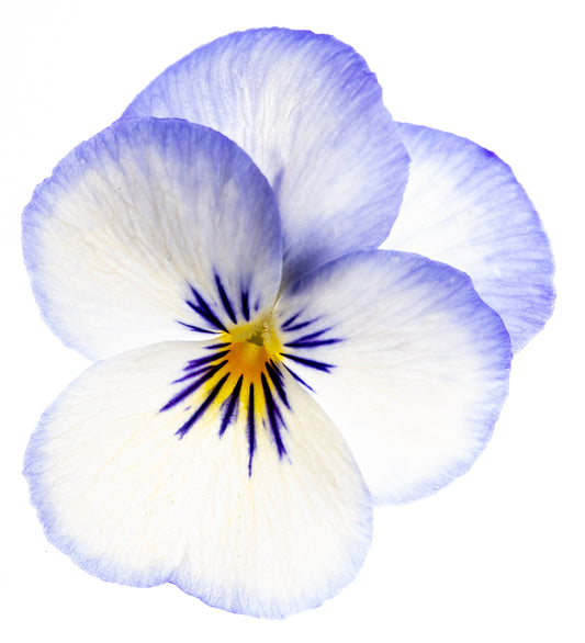 Viola 'Magnifico' - Full Plant Packs