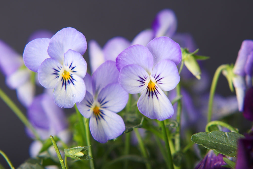 Viola 'Magnifico' - Full Plant Packs