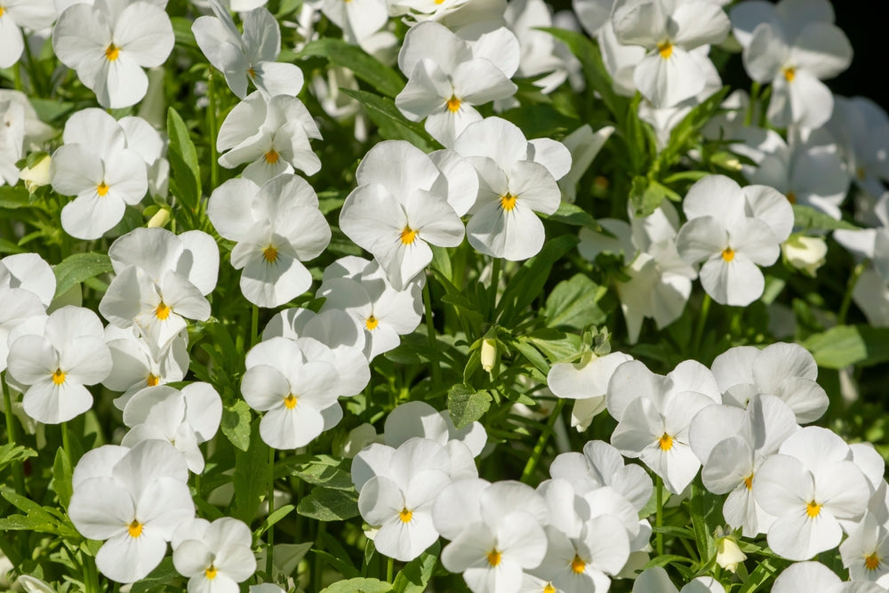 Pansy 'Delta Pure White' - 6 x Full Plant Pack