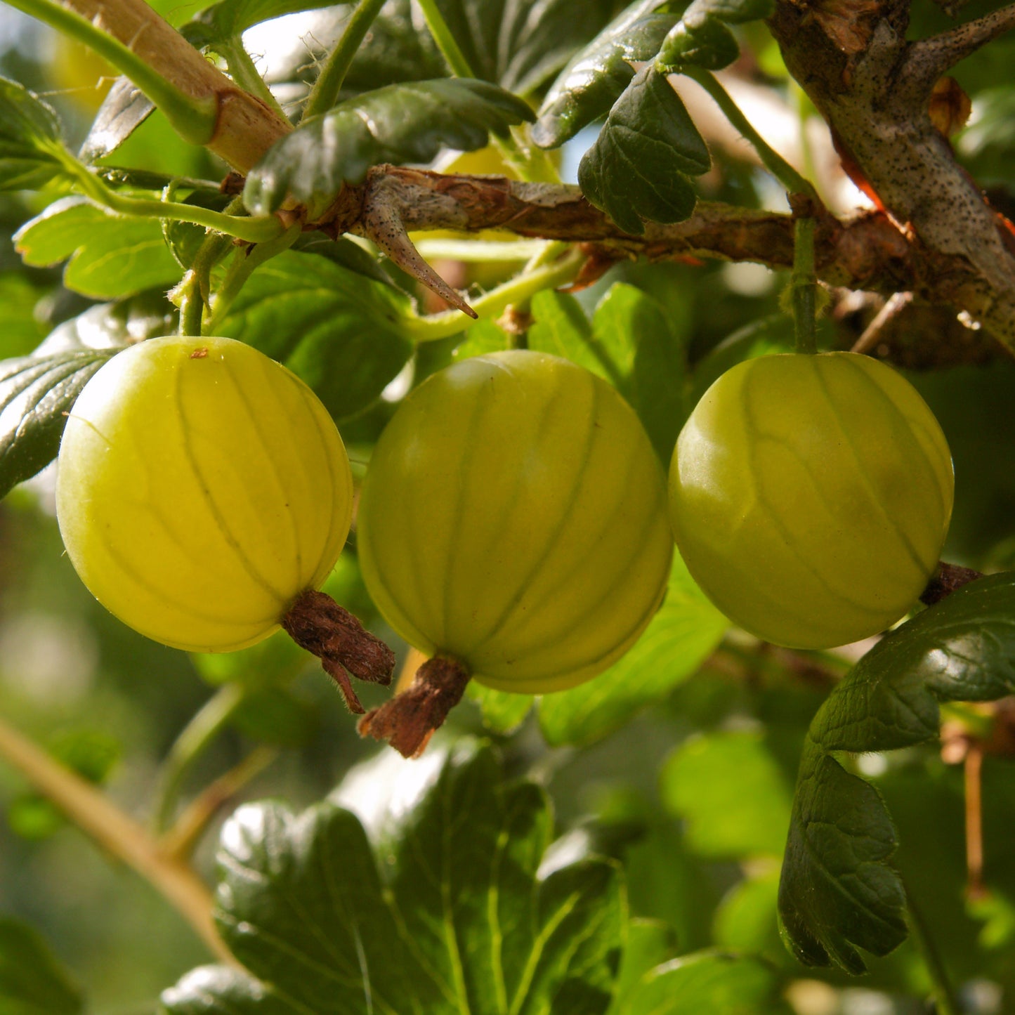 Fruit Plants - Gooseberry 'Hinnonmaki Yellow' - 1 x Large Plant in a 2 Litre Pot