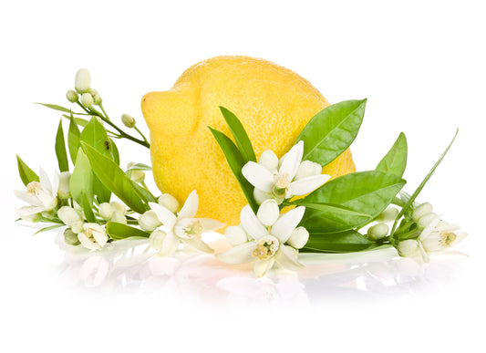 Citrus Tree - Lemon - 1 x Large Plant in 5L Pot (90-110cm)