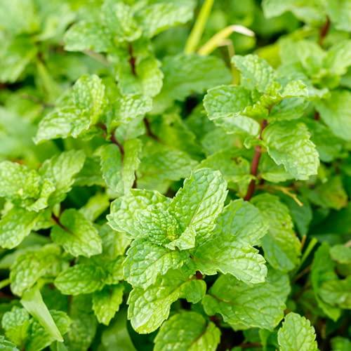 Spearmint - 500 Seed Pack - AcquaGarden