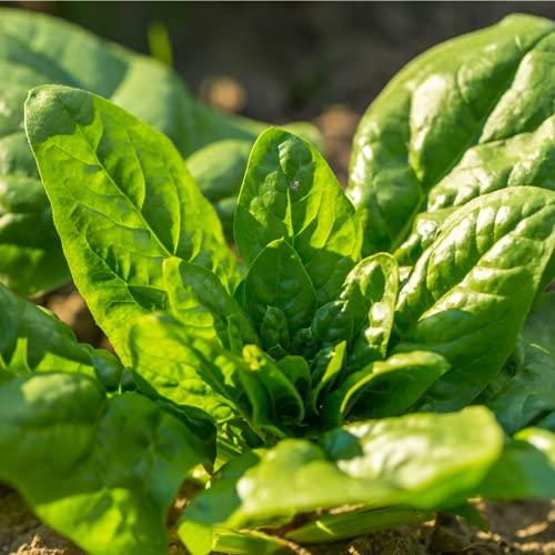 Spinach 'Cymbal' - 12 x Seed Pack - AcquaGarden