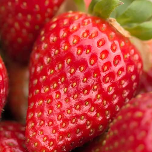 Strawberry Plants 'Fresca' - 6 x Plant Pack - AcquaGarden