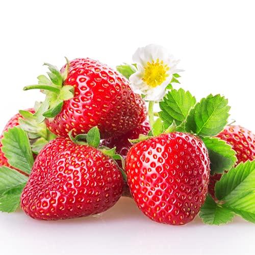 Strawberry Plants 'Fresca' - 6 x Plant Pack - AcquaGarden