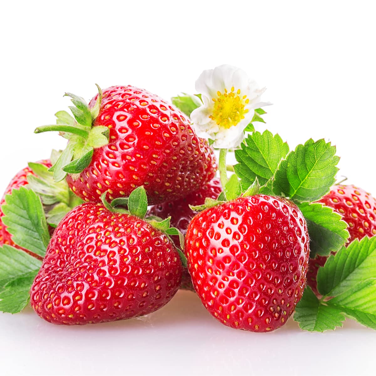 Strawberry Plants - 'Malling Centenary' - 5 x Full Plants in 9cm Pots - AcquaGarden