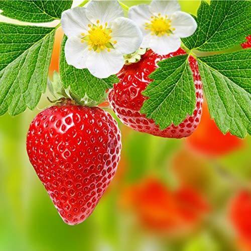 Strawberry Plants - Mixed - 3 x Full Plants in 9cm Pots - AcquaGarden