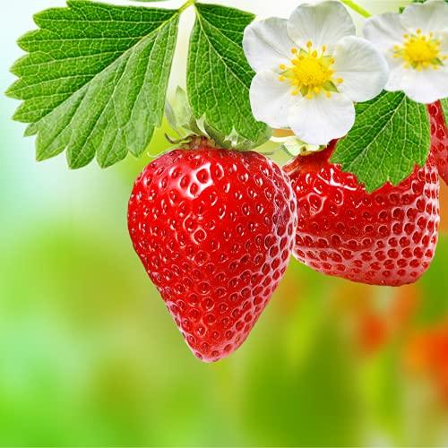 Strawberry Plants - Mixed - 6 x Full Plants in 9cm Pots - AcquaGarden