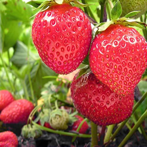 Strawberry Plants - Roman - 6 x Plant Pack - AcquaGarden
