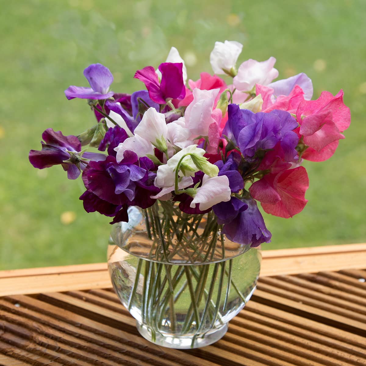Summer Flowers - Sweet Pea - 3 x Plants in 9cm Pots - AcquaGarden