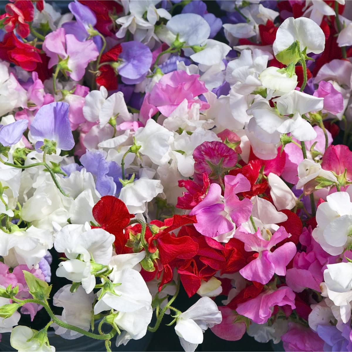 Summer Flowers - Sweet Pea - 3 x Plants in 9cm Pots - AcquaGarden