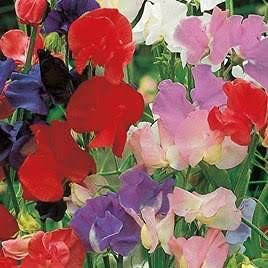 Sweet Pea 'Cupid Mix' - 12 x Seed Pack - AcquaGarden