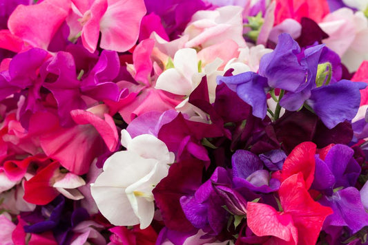 Sweet Pea Cupid Mix - 12 x Seed Pack - AcquaGarden