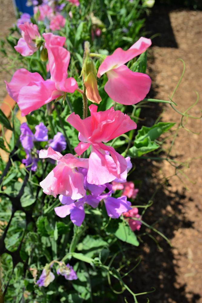 Sweet Pea Galaxy Mix - 12 x Seed Pack - AcquaGarden