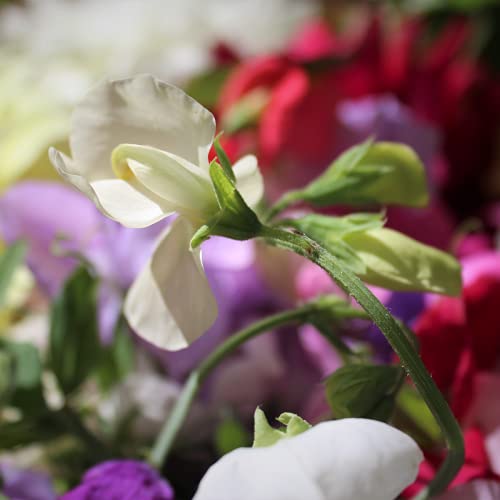 Sweet Pea 'Giant Cut Flower Mix' - 3 x Plant Pack - AcquaGarden