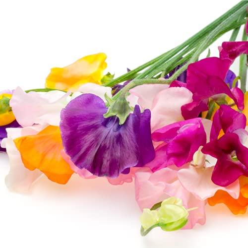 Sweet Pea 'Giant Cut Flower Mix' - 3 x Plant Pack - AcquaGarden
